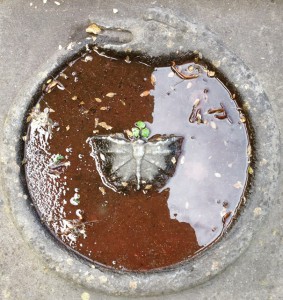 De bijgaande afbeelding is een symbolische voorstelling op een grafsteen voor de kerk van Winsum, kort na een regenbui. De vlinder symboliseert uiteraard de kortstondigheid van het menselijke bestaan, de slang die zich in zijn staart bijt, de zgn. ‘ouroboros’, symboliseert de cyclische aard van de natuur, het eeuwige terugkeren en de eenheid van alles.  